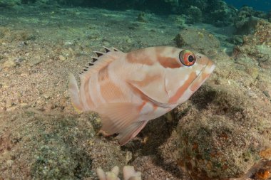 Kızıl Denizde yüzen balıklar, renkli balıklar, Eilat İsrail