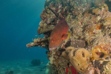 Kızıl Denizde yüzen balıklar, renkli balıklar, Eilat İsrail