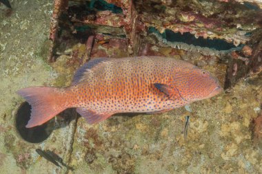 Kızıl Denizde yüzen balıklar, renkli balıklar, Eilat İsrail