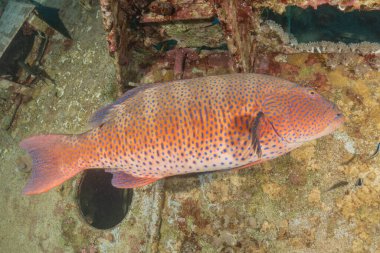 Kızıl Denizde yüzen balıklar, renkli balıklar, Eilat İsrail