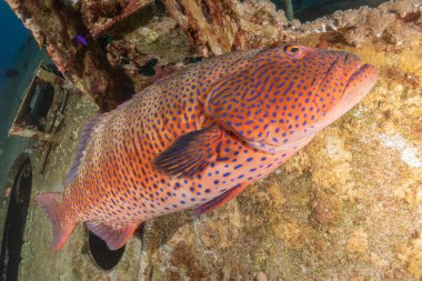 Kızıl Denizde yüzen balıklar, renkli balıklar, Eilat İsrail