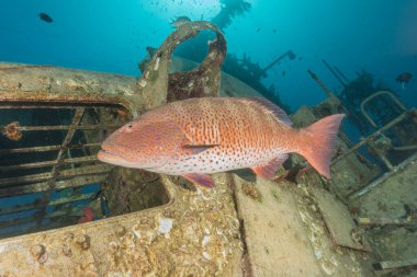 Kızıl Denizde yüzen balıklar, renkli balıklar, Eilat İsrail