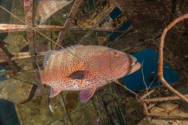 Kızıl Denizde yüzen balıklar, renkli balıklar, Eilat İsrail