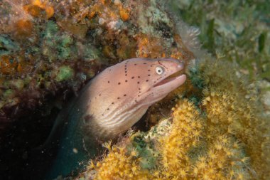 Moray eel Mooray lycodontis Kızıldenizde dalgalanma, Eilat Israel