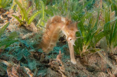 Kızıl Deniz 'deki deniz atı Renkli ve güzel, Eilat Israel