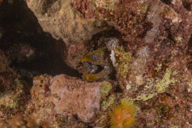 Moray eel Mooray lycodontis Kızıldenizde dalgalanma, Eilat Israel