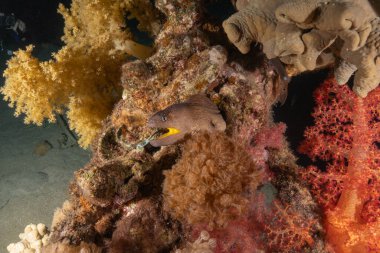 Moray eel Mooray lycodontis Kızıldenizde dalgalanma, Eilat Israel