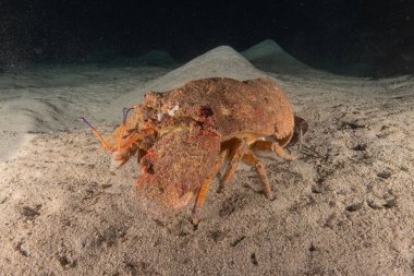 Kızıl Deniz 'de ıstakoz Renkli ve güzel, Eilat Israel