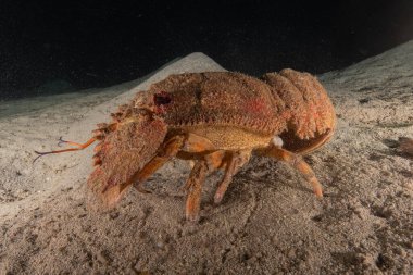 Kızıl Deniz 'de ıstakoz Renkli ve güzel, Eilat Israel