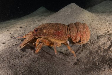 Kızıl Deniz 'de ıstakoz Renkli ve güzel, Eilat Israel
