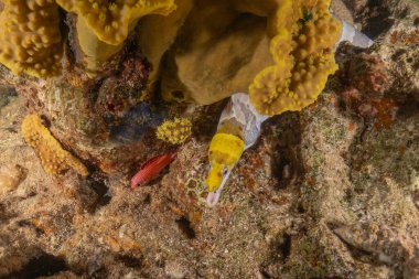 Moray eel Mooray lycodontis Kızıldenizde dalgalanma, Eilat Israel