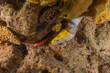 Moray eel Mooray lycodontis Kızıldenizde dalgalanma, Eilat Israel