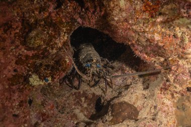 Kızıl Deniz 'de ıstakoz Renkli ve güzel, Eilat Israel