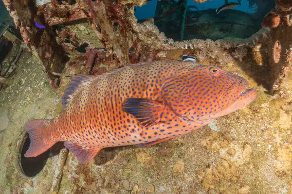 Kızıl Denizde yüzen balıklar, renkli balıklar, Eilat İsrail