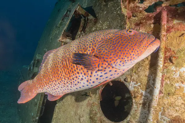 Kızıl Denizde yüzen balıklar, renkli balıklar, Eilat İsrail