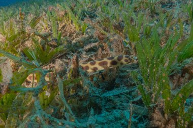 Tiger Snake Eel in the Red Sea Colorful and beautiful, Eilat Israel clipart