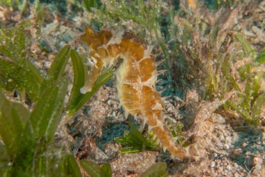 Kızıl Deniz 'deki deniz atı Renkli ve güzel, Eilat Israel
