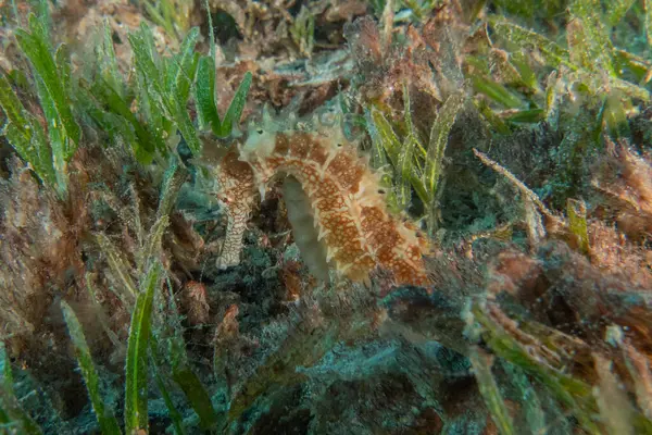 Kızıl Deniz 'deki deniz atı Renkli ve güzel, Eilat Israel