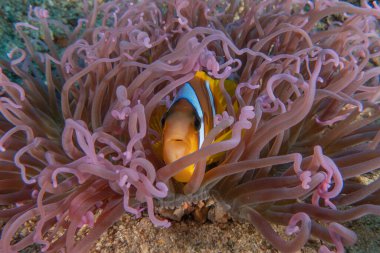 Kızıl Deniz 'deki palyaço balığı balığı. Renkli ve güzel, Eilat Israel.