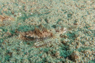 Kızıl Denizde yüzen balıklar, renkli balıklar, Eilat İsrail