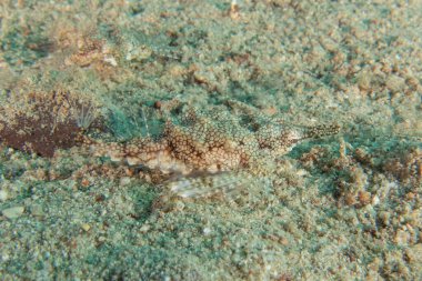 Kızıl Denizde yüzen balıklar, renkli balıklar, Eilat İsrail