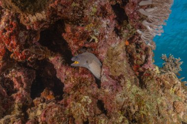 Moray eel Mooray lycodontis Kızıldenizde dalgalanma, Eilat Israel