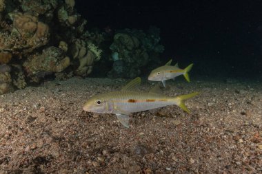 Kızıl Denizde yüzen balıklar, renkli balıklar, Eilat İsrail