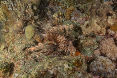 Kızıl Deniz 'deki Aslan Balığı (Pterois mil) renkli balık, Eilat İsrail
