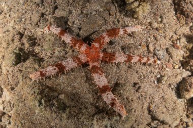 Kızıldeniz 'in deniz tabanındaki denizyıldızı, Eilat Israel