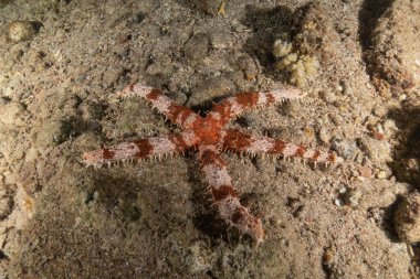 Kızıldeniz 'in deniz tabanındaki denizyıldızı, Eilat Israel