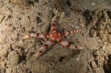 Starfish On the seabed in the Red Sea, Eilat Israel clipart