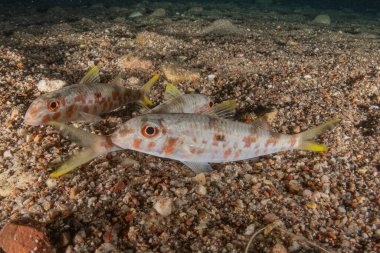 Kızıl Denizde yüzen balıklar, renkli balıklar, Eilat İsrail