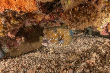 Kızıl Denizde yüzen balıklar, renkli balıklar, Eilat İsrail