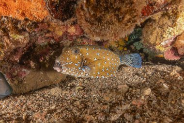 Kızıl Denizde yüzen balıklar, renkli balıklar, Eilat İsrail