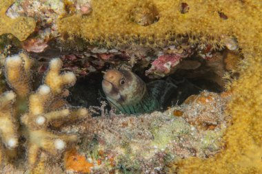 Moray eel Mooray lycodontis undulatus in the Red Sea, Eilat Israel clipart