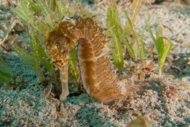 Kızıl Deniz 'deki deniz atı Renkli ve güzel, Eilat Israel