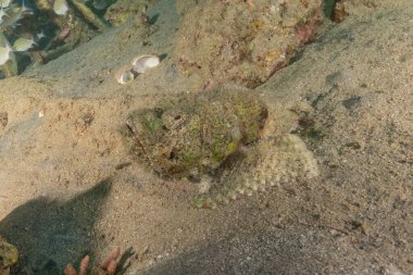 Kızıl Denizde yüzen balıklar, renkli balıklar, Eilat İsrail