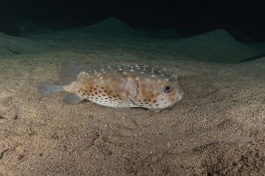 Kızıl Denizde yüzen balıklar, renkli balıklar, Eilat İsrail