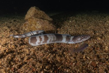 Moray eel Mooray lycodontis Kızıldenizde dalgalanma, Eilat Israel