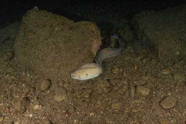 Moray eel Mooray lycodontis undulatus in the Red Sea, Eilat Israel clipart