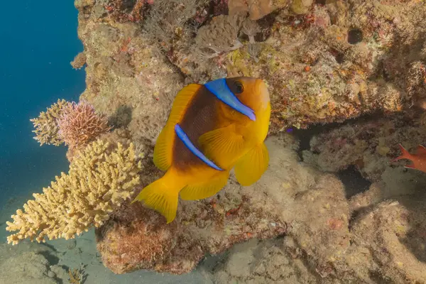 Kızıl Deniz 'deki palyaço balığı balığı. Renkli ve güzel, Eilat Israel.