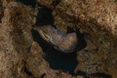 Moray eel Mooray lycodontis Kızıldenizde dalgalanma, Eilat Israel