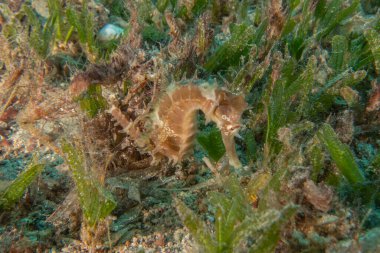 Kızıl Deniz 'deki deniz atı Renkli ve güzel, Eilat Israel