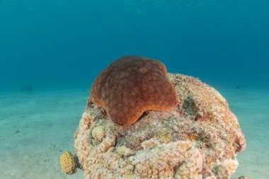 Kızıldeniz 'in deniz tabanındaki denizyıldızı, Eilat Israel