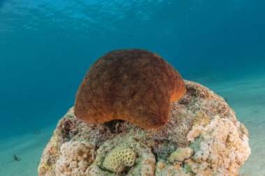 Kızıldeniz 'in deniz tabanındaki denizyıldızı, Eilat Israel