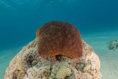 Kızıldeniz 'in deniz tabanındaki denizyıldızı, Eilat Israel