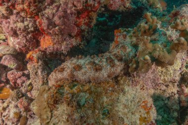 Filipinler Denizi 'nde balıklar yüzer.