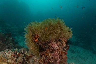 Filipinler Denizi 'nde palyaço balığı anemonbalığı