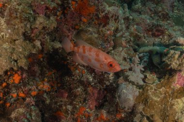 Filipinler Denizi 'nde balıklar yüzer.