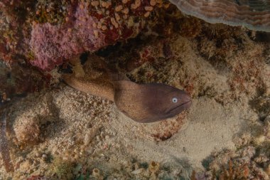 Moray eel Mooray lycodontis Filipinler Denizi 'nde dalgalanma